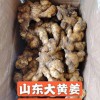 大黄姜 原产地直供山东安丘老姜精品生姜 全国发货