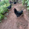 农家散养五黑山鸡