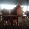 2022年西门塔尔500斤肉牛小牛犊价格