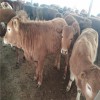 养殖鲁西改良黄牛到济宁特种养殖基地报价改良黄牛犊多少钱