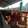 济宁特种养殖基地直销鲁西黄牛改良肉牛犊价格